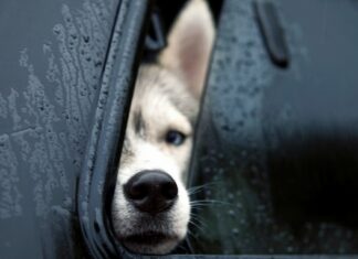 Бийте машини і рятуйте тварин: готується новий закон