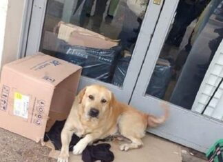 Пес сподівався, що господар вийде з лікарні і забере його додому, не знаючи, що бачить його востаннє