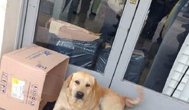 Пес сподівався, що господар вийде з лікарні і забере його додому, не знаючи, що бачить його востаннє