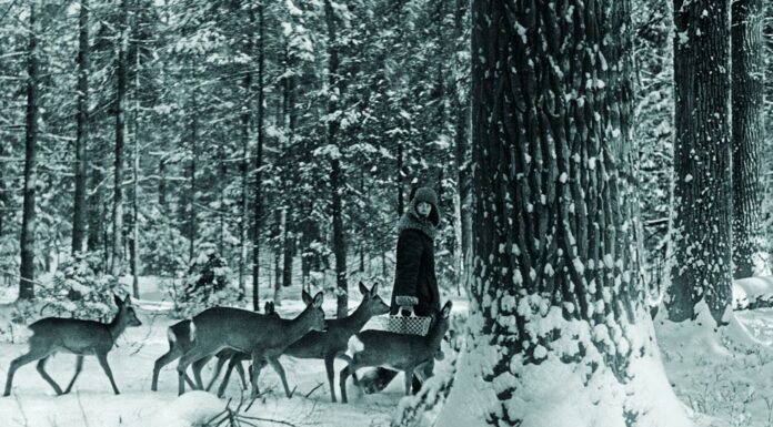 «Відьма» з Біловезької пущі Симона Коссак