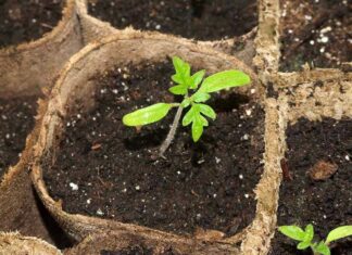 Помідорна розсада… на молоці