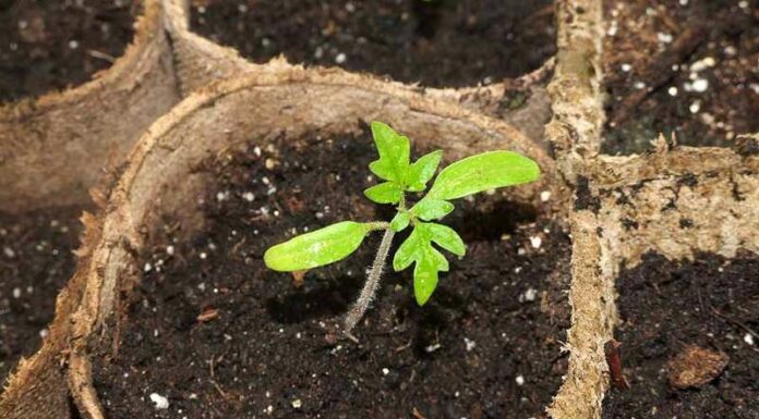 Помідорна розсада… на молоці