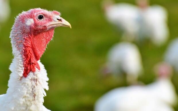 Справжній джентльмен: індик заблокував рух автомобілів заради безпеки своєї зграї