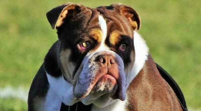 “кьян-кьян” і “арф-арф”: як гавкають собаки в 12 куточках земної кулі