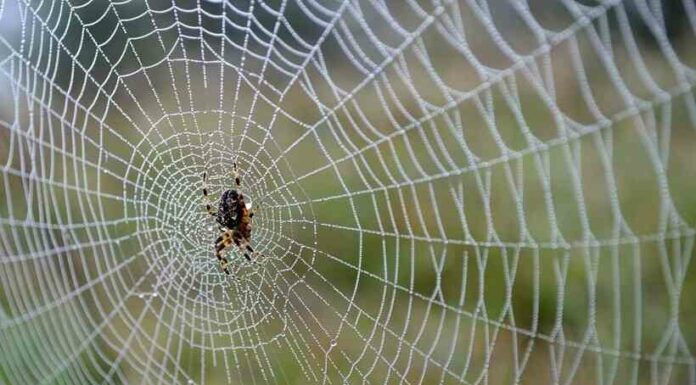 Як б’ється серце павука-відео з незвичайного ракурсу