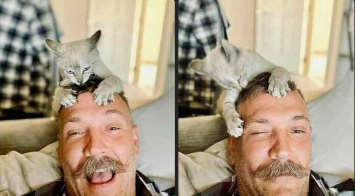 10 прикладів нахабства котів, для яких особистий простір людини нічого не означає