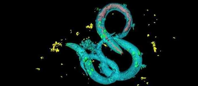 Такого ви точно не очікували: черв’яки нематоди діляться «спогадами» обмінюючись рнк