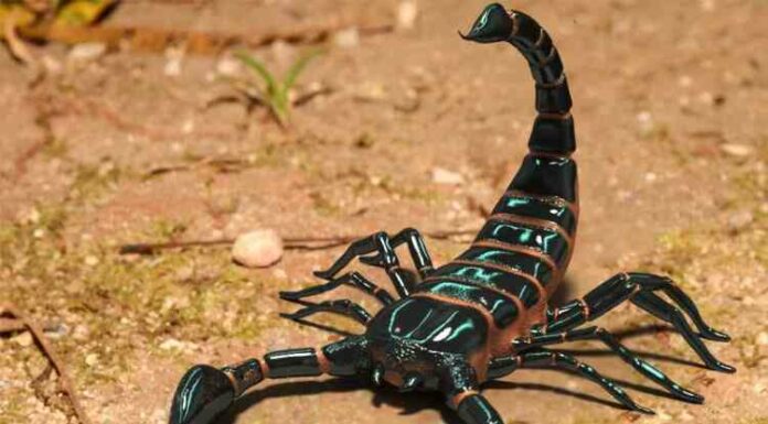 У безхребетних виявили надміцний матеріал, що відкриває перспективи перед інженерами