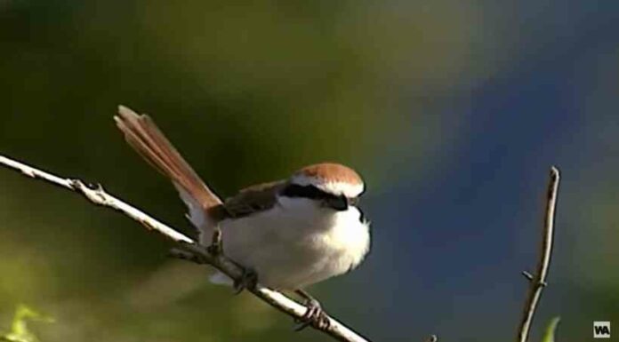 Відео: чому тварини не можуть втекти від однієї маленької хижої пташки