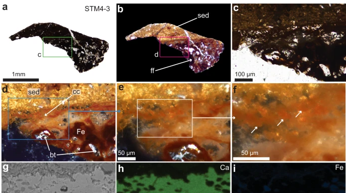 Палеонтологи виділили добре збережені клітини динозавра