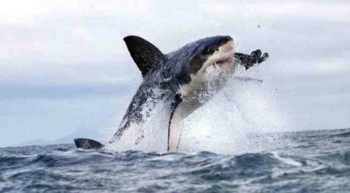 Найпростіший спосіб вижити після нападу акули