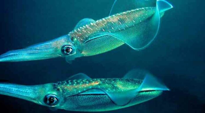 Самці кальмарів виявилися більш дбайливими, ніж передбачалося раніше