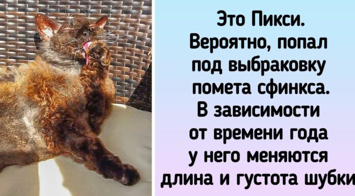 15 + тварин, які показують: щоб бути коханим, не треба володіти ідеальною зовнішністю