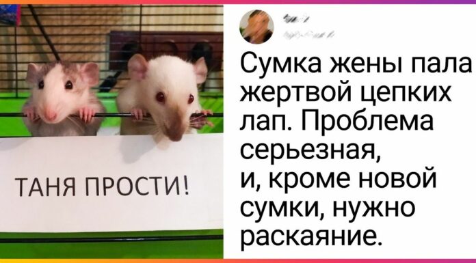 19 прикладів того, як може круто помінятися життя, якщо ризикнути завести більше одного вихованця