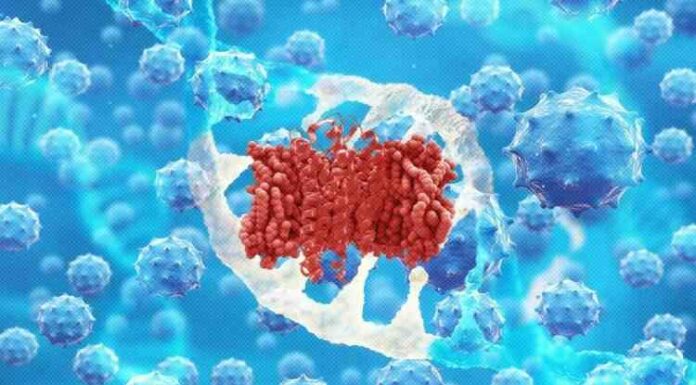 Вчені знайшли у тварин мутацію гена, яка блокує розмноження віл і вірусу ебола