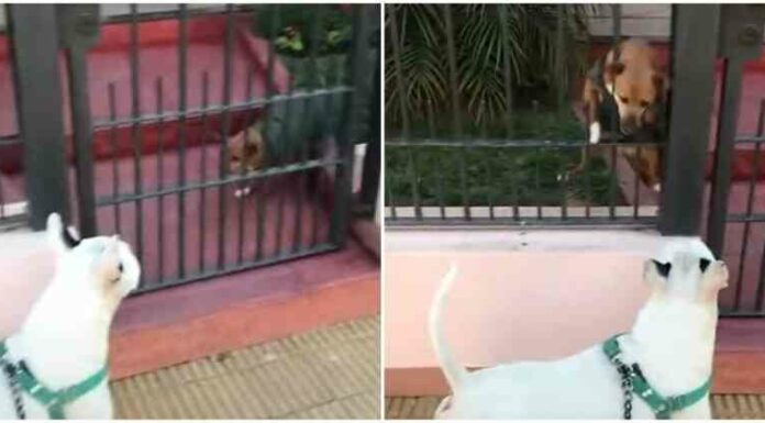 Поспішиш – всіх собак в окрузі насмішиш