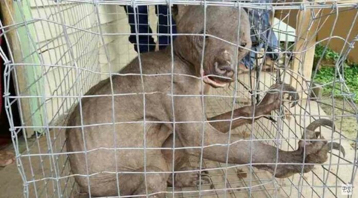 Люди зустріли “інопланетного” звіра, але ним виявився ведмідь: чому він так виглядає