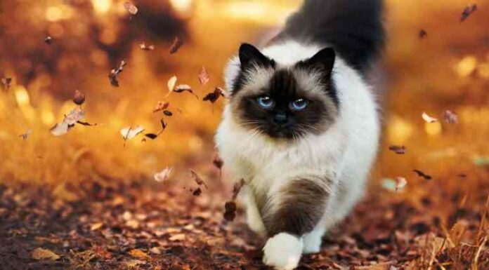 9 обов’язкових речей, без яких ніколи не настає осінь