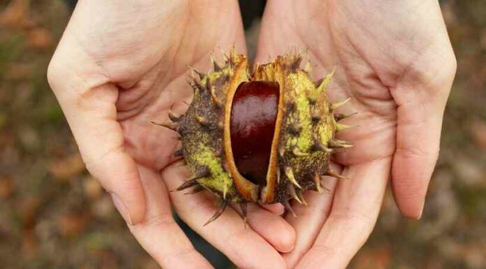 З каштана, цибулі і баклажана: 8 незвичайних видів варення