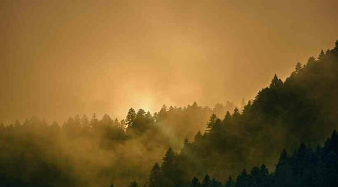 Загадки шварцвальдського лісу, який подарував світові стільки казок