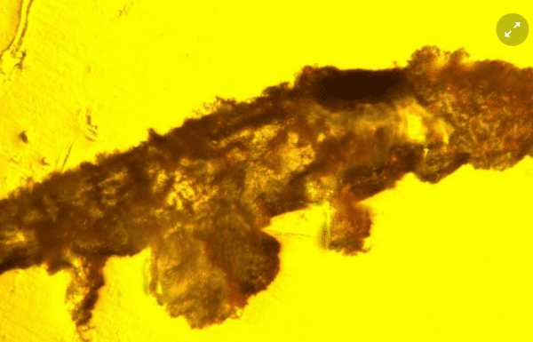 Замурована в бурштині. Невідомий раніше вид тихоходки віком 16 млн років