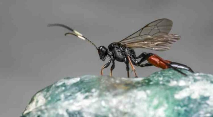 Альберт пірпойнт-останній кат імперії