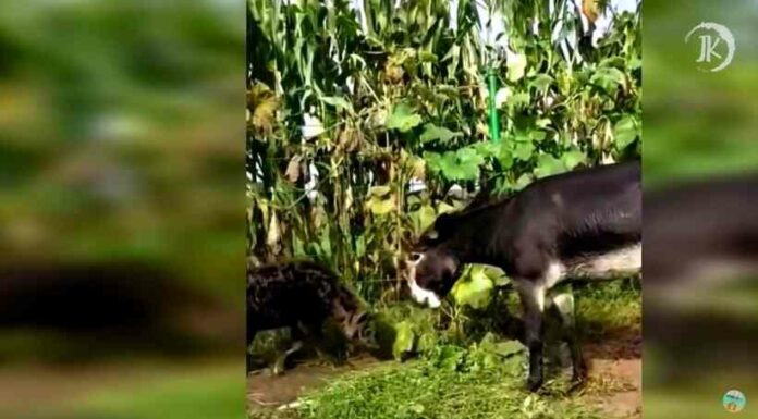 Альберт пірпойнт-останній кат імперії