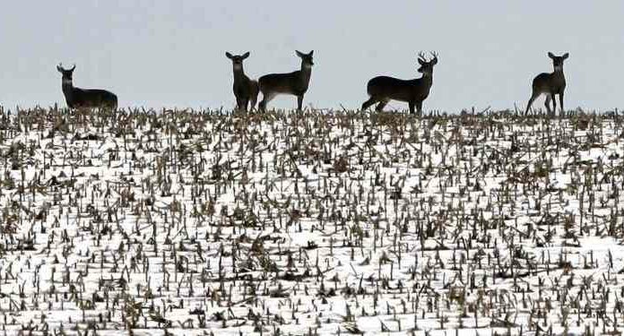Олені заражаються коронавірусом. Чому це важливо?