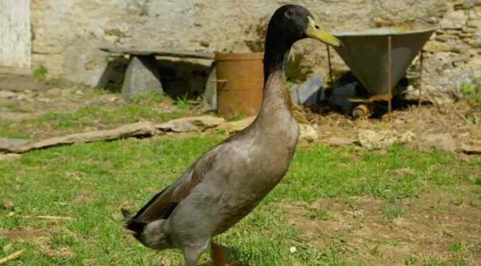 Відео: качка, яка води боїться як вогню, але дружить з собакою і людиною