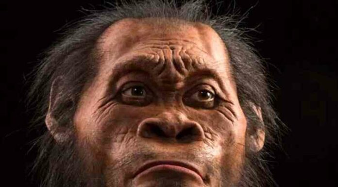 Знайдені останки дитини хомо наледі додали вченим загадок про стародавню людину