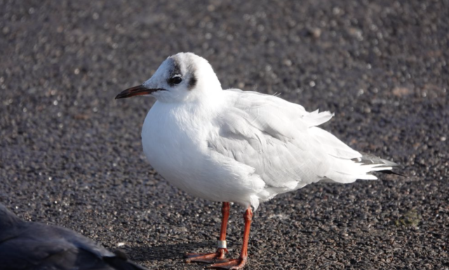 Виявлена найстаріша у великобританії чайка. Їй 32 роки