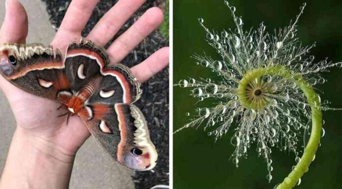 16 випадків, коли природа показала себе як справжній художник