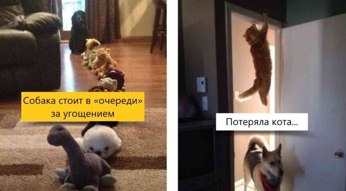 16 наочних доказів, що природа створила собак різними (як і нас)