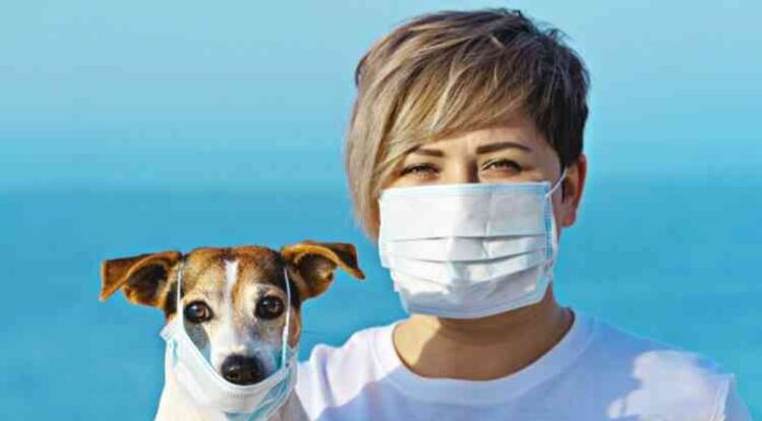 Тварини все частіше хворіють covid-19 — з чим це пов’язано?