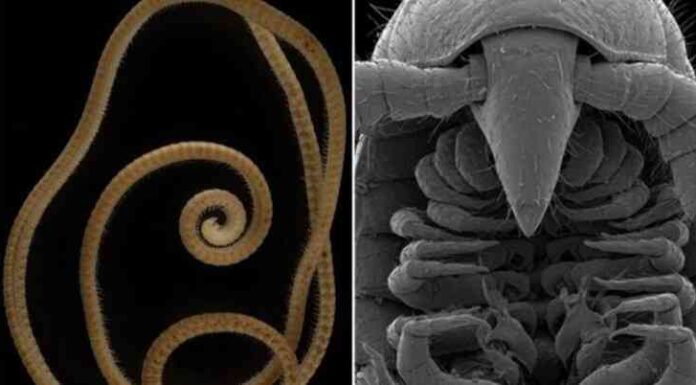 Вчені знайшли тварину з найбільшою кількістю ніг