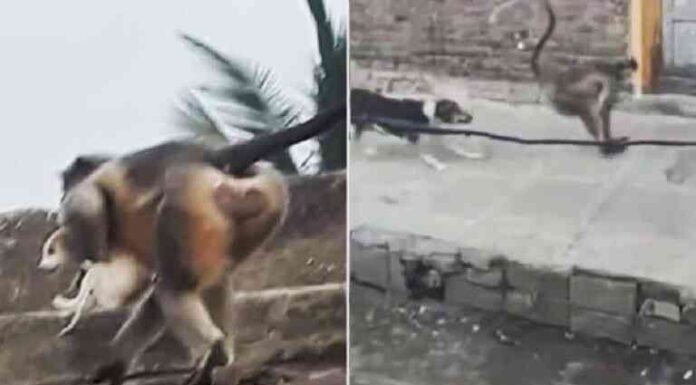 В індії мавпи мстять собакам