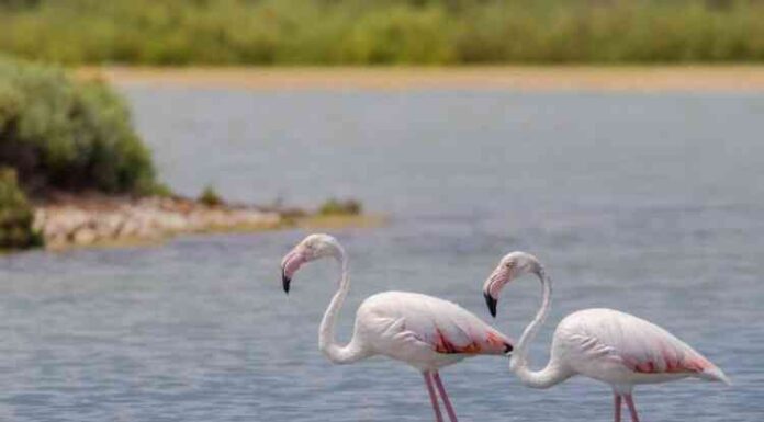 Глава ран олександр сергєєв: “віруси можуть виникнути несподівано”