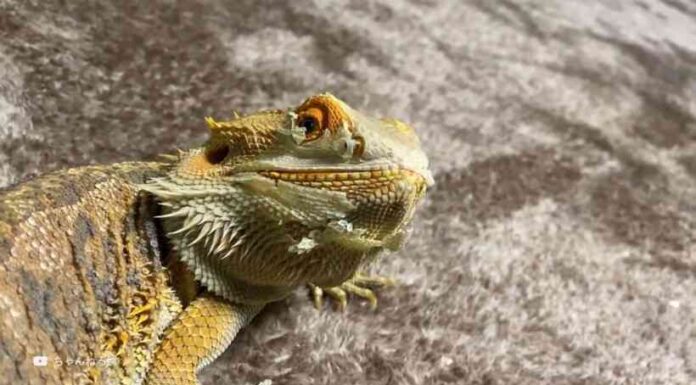 Відео: як різні тварини скидають шкіру