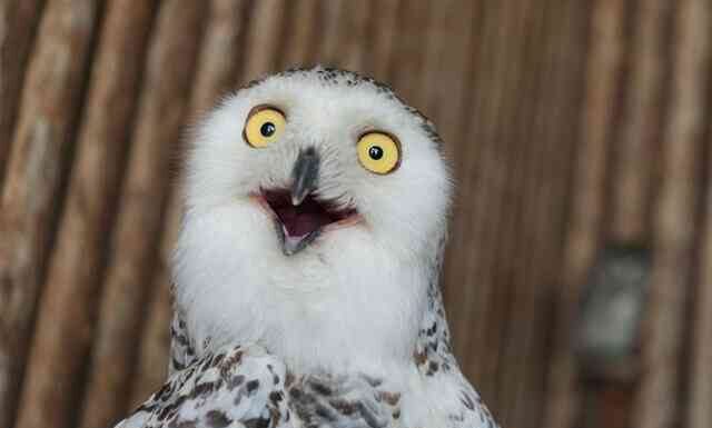 Факти: цікаве і не найнеобхідніше