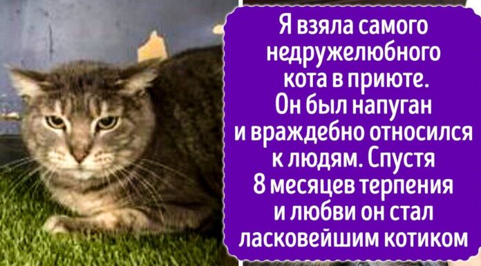 18 тварин, які пройшли шлях від пищить грудки бруду до домашнього короля
