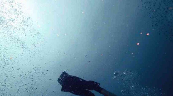 Чому не можна пити воду з кактуса та інші міфи про виживання, які все погіршать