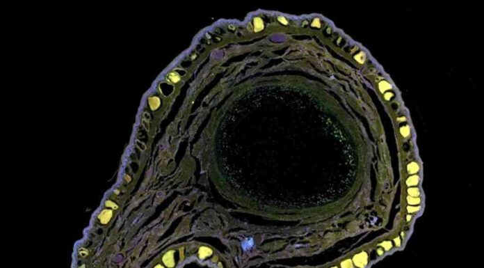 Біологи навчилися вирощувати втрачені кінцівки у жаб