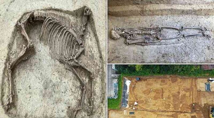 Археологи знайшли таємничу безголового коня