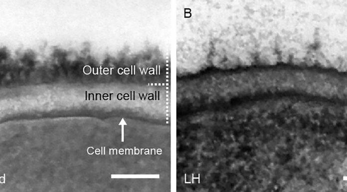 В борьбе с грибковой угрозой: синтетические полимеры – надежда для миллионов