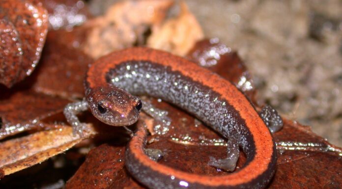 Тайна Маленьких Гигантов: Красноспинные Саламандры и Будущее Лесов Северо-Восточной Америки