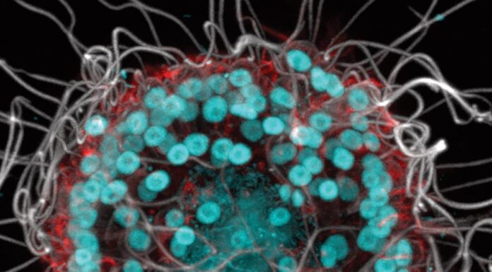 Тайна озера Моно: Микроскопический мир, раскрывающий секреты эволюции