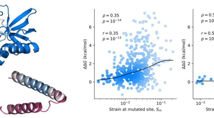 Пророчество белковой стабильности: как ИИ разгадывает тайны свертывания