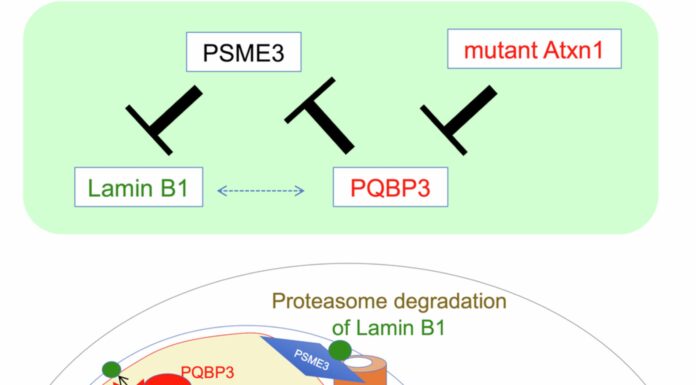 Тайна Старения и Нейродегенерации: Ядрышковый Белок PQBP3 — Ключ к Разгадке?