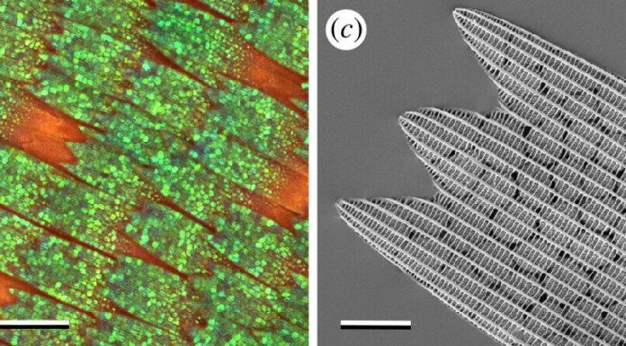 Раскрывая тайны радуги бабочек: как гиперспектральная микроскопия помогает понять волшебство цвета