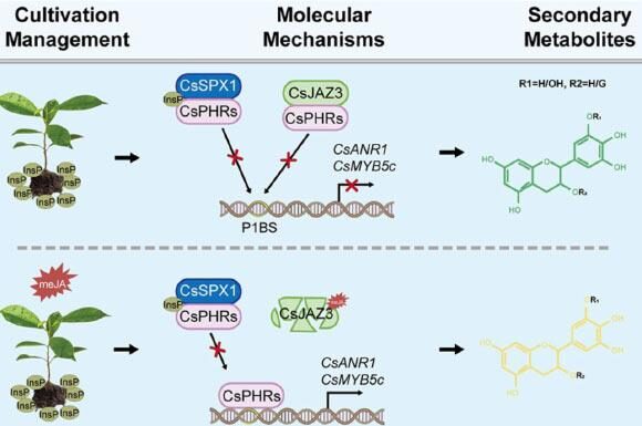 Тайна Катехинов: Как Фосфаты и Жасмонат Плетут Сеть Жизни в Чайном Растении